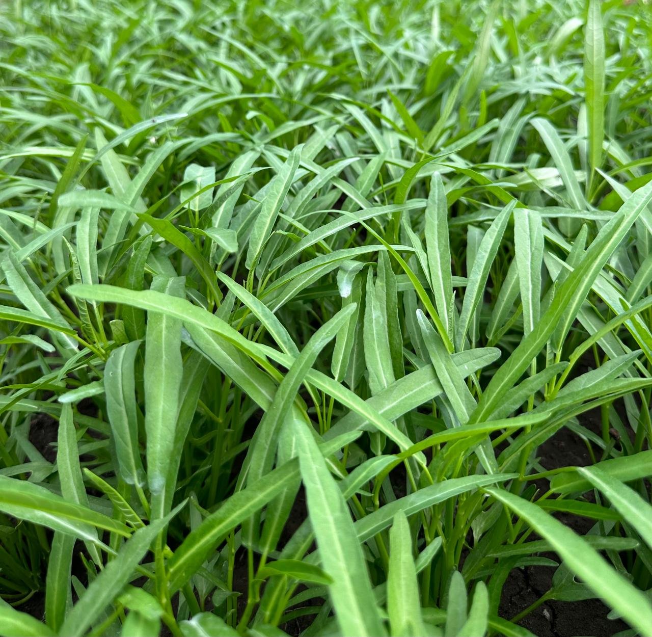 Kangkung Bambu V1 water spinach seed &mdash; Ipomoea aquatica - bamboo-leaf, broad